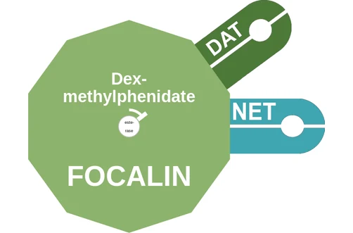 Dexmethylphenidate ballicule — decagon mechanism diagram