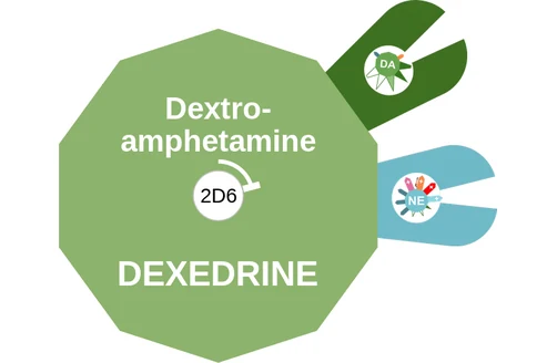 Dextroamphetamine ballicule — decagon diagram of its receptor and enzyme targets