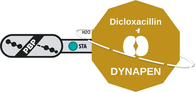 Dicloxacillin ballicule — decagon diagram of its receptor and enzyme targets