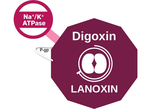 Digoxin ballicule — decagon diagram of its receptor and enzyme targets