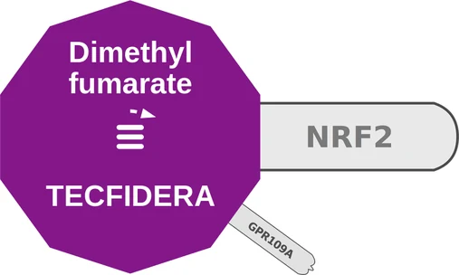 Dimethyl fumarate ballicule — decagon diagram of its receptor and enzyme targets