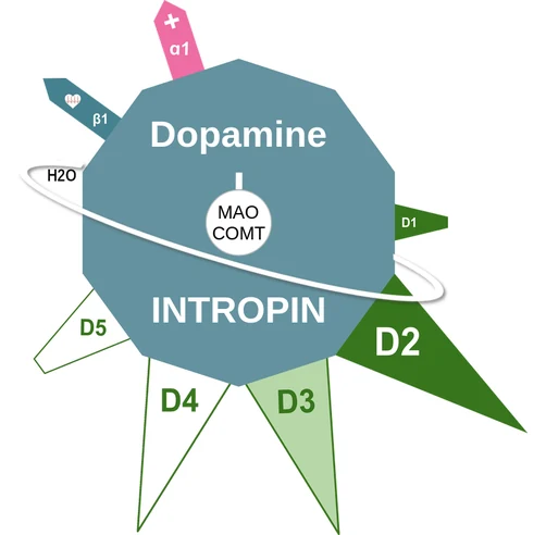 Dopamine ballicule — decagon diagram of its receptor and enzyme targets