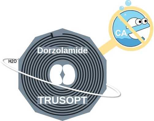 Dorzolamide ballicule — decagon diagram of its receptor and enzyme targets