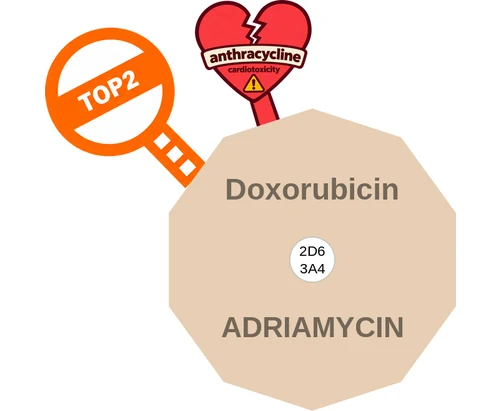Doxorubicin ballicule — decagon diagram of its receptor and enzyme targets