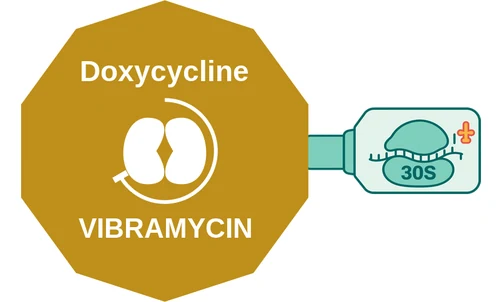 Doxycycline ballicule — decagon diagram of its receptor and enzyme targets