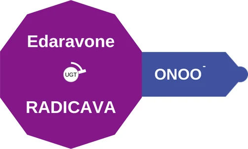 Edaravone ballicule — decagon diagram of its receptor and enzyme targets