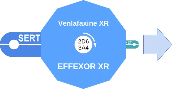 Venlafaxine XR ballicule — decagon diagram of its receptor and enzyme targets