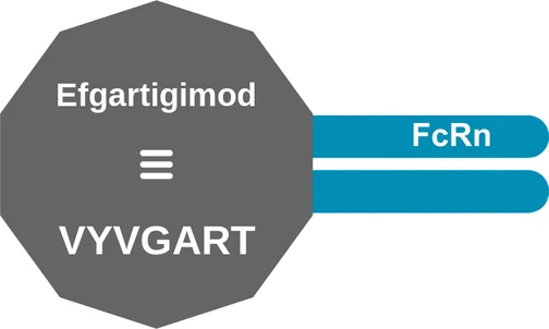 Efgartigimod ballicule — decagon diagram of its receptor and enzyme targets