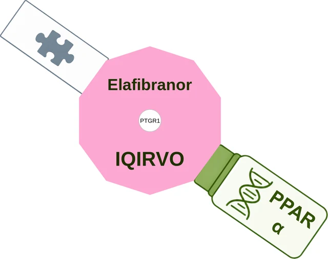 Elafibranor ballicule — decagon diagram of its receptor and enzyme targets