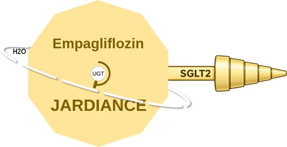 Empagliflozin ballicule — decagon diagram of its receptor and enzyme targets