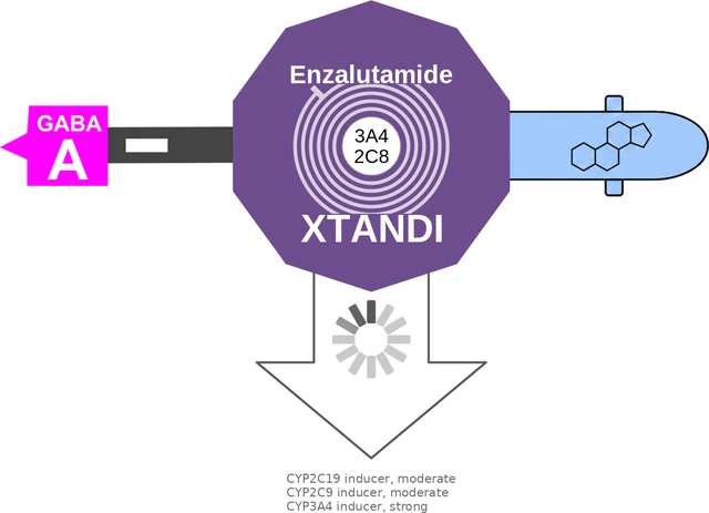 Enzalutamide ballicule — decagon diagram of its receptor and enzyme targets