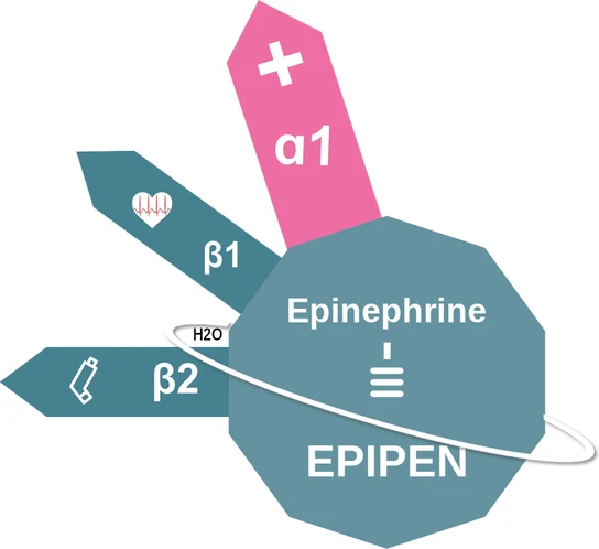 Epinephrine ballicule — decagon diagram of its receptor and enzyme targets