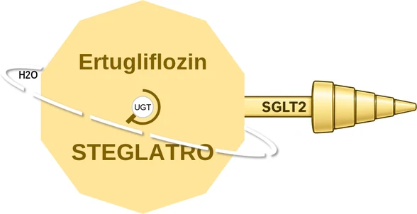 Ertugliflozin ballicule — decagon diagram of its receptor and enzyme targets