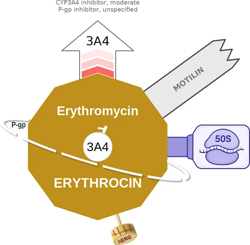 Erythromycin ballicule — decagon diagram of its receptor and enzyme targets