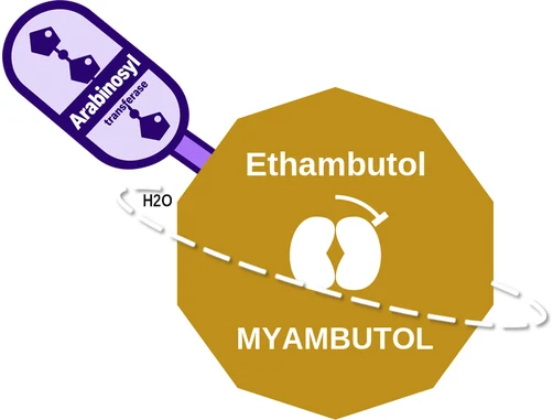 Ethambutol ballicule — decagon diagram of its receptor and enzyme targets