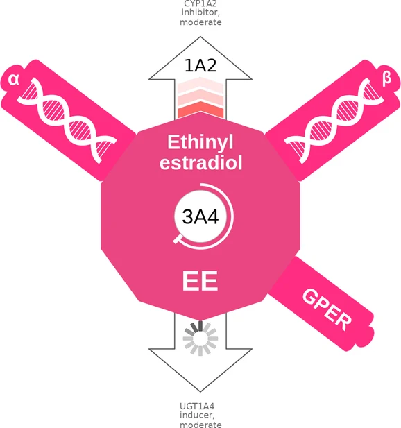 Ethinyl estradiol ballicule — decagon diagram of its receptor and enzyme targets