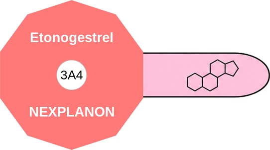 Etonogestrel ballicule — decagon diagram of its receptor and enzyme targets