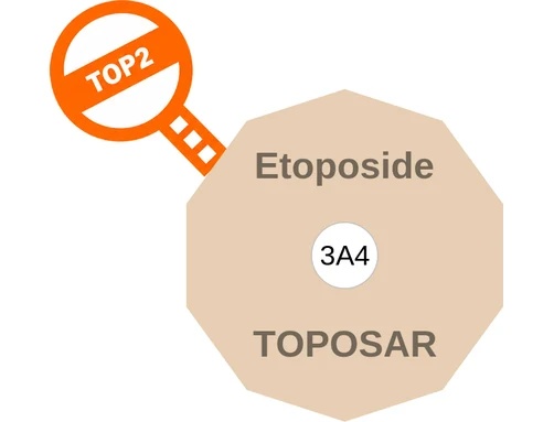 Etoposide ballicule — decagon diagram of its receptor and enzyme targets