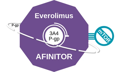 Everolimus ballicule — decagon diagram of its receptor and enzyme targets