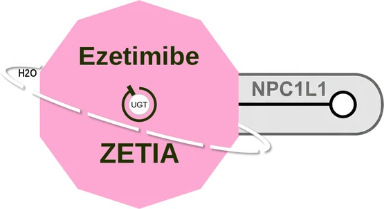 Ezetimibe ballicule — decagon diagram of its receptor and enzyme targets