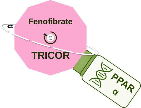 Fenofibrate ballicule — decagon diagram of its receptor and enzyme targets
