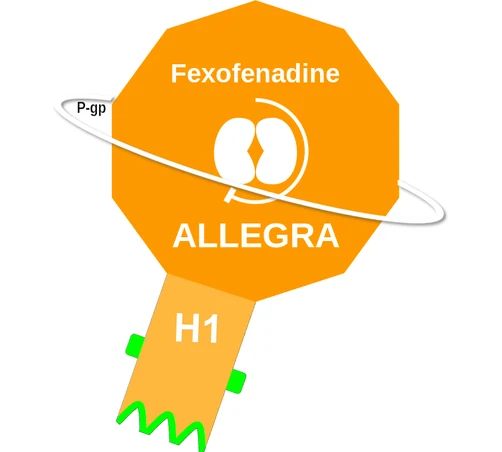 Fexofenadine ballicule — decagon diagram of its receptor and enzyme targets