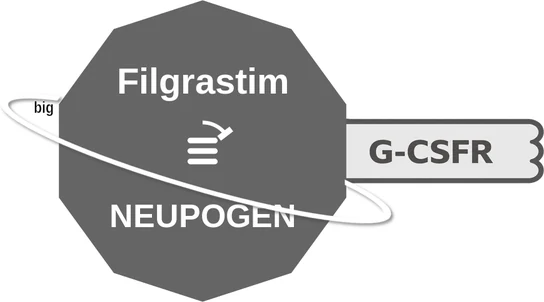 Filgrastim ballicule — decagon diagram of its receptor and enzyme targets