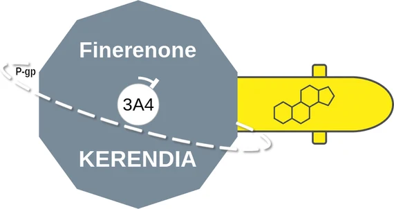 Finerenone ballicule — decagon diagram of its receptor and enzyme targets