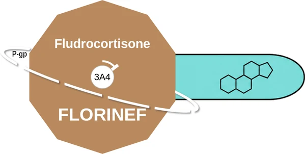 Fludrocortisone ballicule — decagon diagram of its receptor and enzyme targets