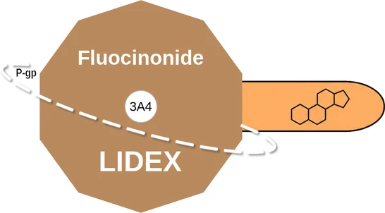 Fluocinonide ballicule — decagon diagram of its receptor and enzyme targets
