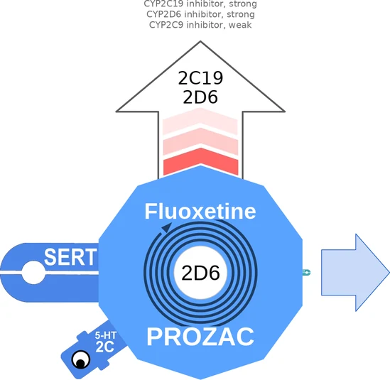 Fluoxetine ballicule — decagon mechanism diagram