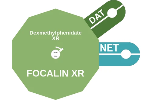 Dexmethylphenidate XR ballicule — decagon diagram of its receptor and enzyme targets