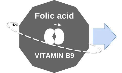 Folic acid ballicule — decagon diagram of its receptor and enzyme targets