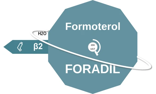 Formoterol ballicule — decagon diagram of its receptor and enzyme targets