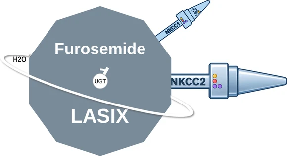 Furosemide ballicule — decagon diagram of its receptor and enzyme targets