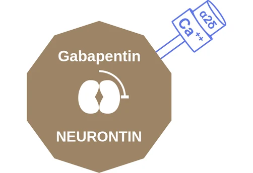 Gabapentin ballicule — decagon diagram of its receptor and enzyme targets