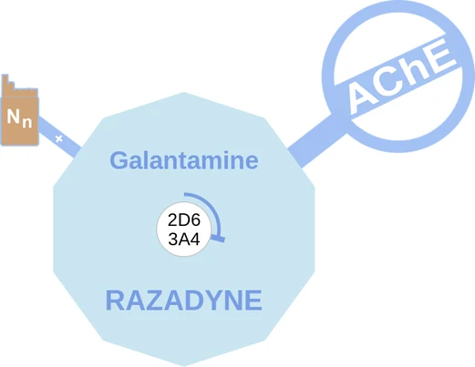 Galantamine ballicule — decagon diagram of its receptor and enzyme targets