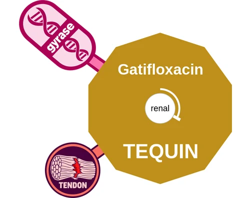 Gatifloxacin ballicule — decagon diagram of its receptor and enzyme targets