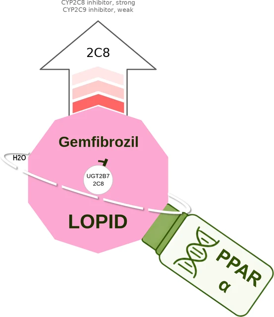 Gemfibrozil ballicule — decagon diagram of its receptor and enzyme targets