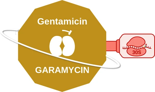 Gentamicin ballicule — decagon diagram of its receptor and enzyme targets