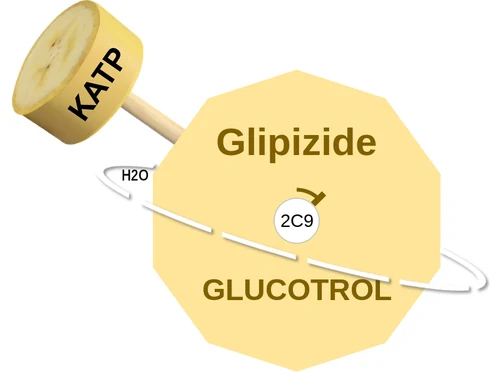 Glipizide ballicule — decagon diagram of its receptor and enzyme targets