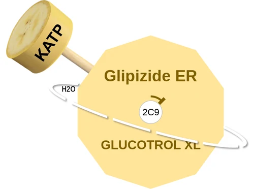Glipizide ER ballicule — decagon diagram of its receptor and enzyme targets