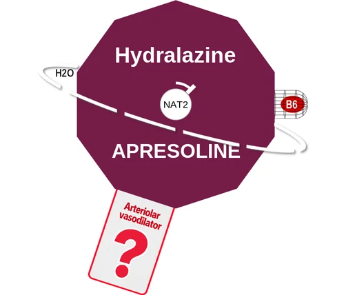 Hydralazine ballicule — decagon diagram of its receptor and enzyme targets