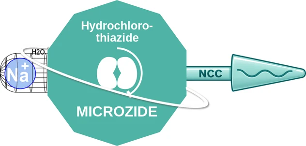 Hydrochlorothiazide ballicule — decagon diagram of its receptor and enzyme targets