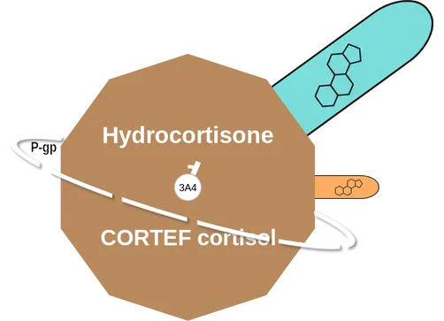 Hydrocortisone ballicule — decagon diagram of its receptor and enzyme targets