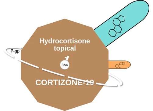 Hydrocortisone topical ballicule — decagon diagram of its receptor and enzyme targets
