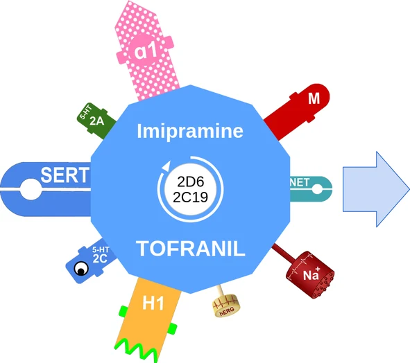 Imipramine ballicule — decagon diagram of its receptor and enzyme targets