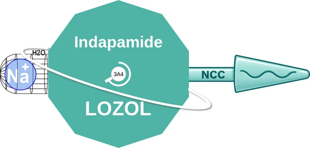 Indapamide ballicule — decagon diagram of its receptor and enzyme targets