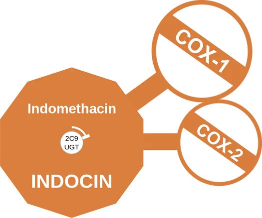 Indomethacin ballicule — decagon diagram of its receptor and enzyme targets