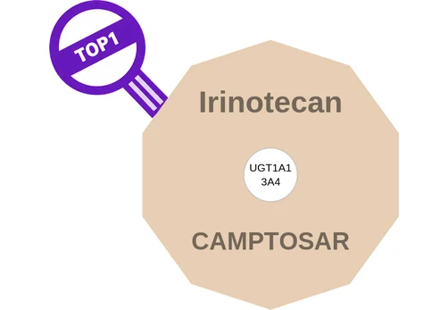 Irinotecan ballicule — decagon diagram of its receptor and enzyme targets